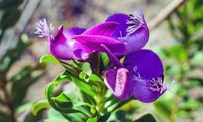 Image result for Polygala persicariifolia