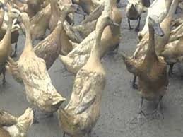 Kabupaten natuna, adalah salah satu kabupaten di provinsi kepulauan riau, indonesia.natuna merupakan kepulauan paling utara di selat karimata. The Iron Bridge Sawah Beras Itik Jawa Itik Nila