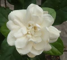 Hasil gambar untuk pengertian bunga melati