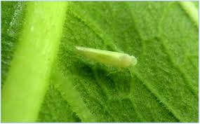 Review of Leafhopper (Empoasca flavescens): A Major Pest in Castor (Ricinus  communis)