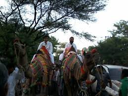 Of the two species of camel, it is by far the rarer. Pin On à¤¨ à¤® à¤•à¤¨ à¤¸à¤® à¤° à¤¹