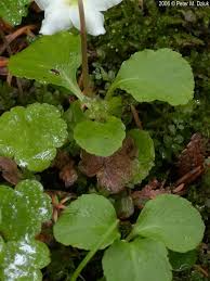 Image result for Pearsonia uniflora