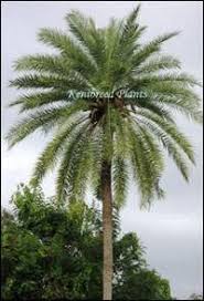 Image result for Phoenix pusilla