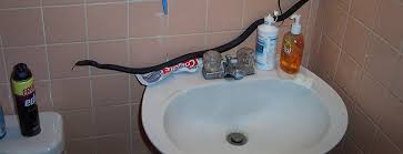 can snakes crawl up plumbing or toilets?