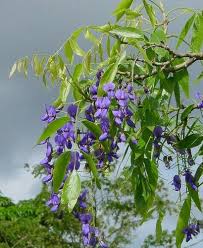 Image result for Bolusanthus