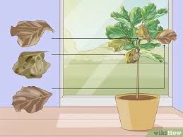 Look over the plant to see if you notice any brown, yellow, or red spots on your leaves, as these are all signs that your fiddle leaf fig plant isn't as healthy as it could be. How To Prune Fiddle Leaf Fig 8 Steps With Pictures Wikihow
