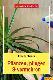 Dracaena Selbst De In 2020 Drachenbaum Pflanzen Pflanzen Pflege