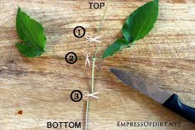 Maybe you would like to learn more about one of these? How To Grow Clematis From Cuttings Empress Of Dirt