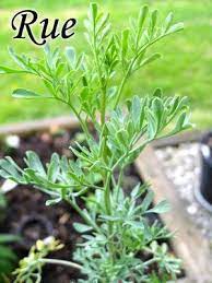 How To Propagate Rue Herb Plant From Cuttings Behind Mytutorlist Com Planting Herbs Plants Healing Plants