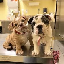 Below is the official american kennel club list of. English Bulldog Colors Baggy Bulldogs