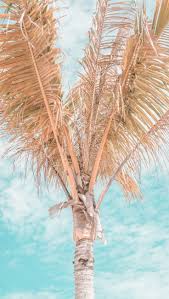  Coconut Tree Di 2020 Pohon Pemandangan Kelapa