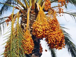 이지현의 두글자 발견 : 성경 속 식물 '종려나무'] 예수님 예루살렘 입성 종려나무 가지로 맞이한 까닭은-국민일보