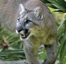 Puma (@puma) on tiktok | 7.5m likes. Puma Mammal Species Britannica