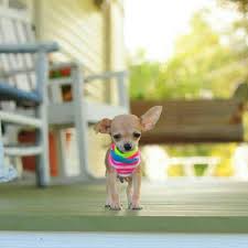 Originating from mexico, they are named. Little Chi Chihuahuas Cute Chihuahua Chihuahua Puppies Und Cute Dogs