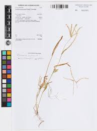 Image result for Acrachne