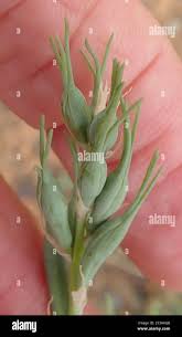 Image result for Dipcadi viride