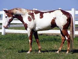 The Mustang From Movie Hidalgo Horses Horse Painting Beautiful Horses