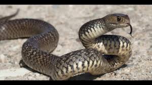 Ruyada Yilan Gormek Youtube