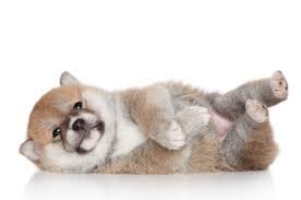 Find shiba inu in dogs & puppies for rehoming | 🐶 find dogs and puppies locally for sale or adoption in canada : Shiba Inus For Adoption Find Shiba Inu Puppies For Adoption Here Vip Puppies