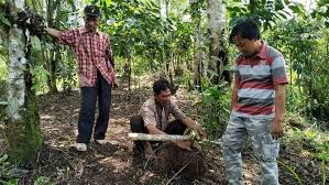 Check spelling or type a new query. Perjalanan Mencari Umbi Gadung Dikenal Beracun Dan Bisa Untuk Pangan Desa Batu Ampar