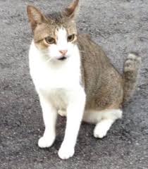 Pin By Missing Pets On Missing Cats In Singapore Short Hair Cats Cats Cat Colors