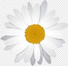 Tersedia ✓ gratis ongkir ✓ pengiriman sampai di hari yang sama. Daisy Biasa Daisy Kuning Putih Bunga Matahari Png Pngegg
