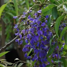 Image result for Bolusanthus speciosus