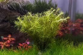 Image result for Mayaca baumii