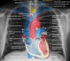 The Essential Working Of The Cardiovascular Framework Incorporates The Manner In Which The Heart Forms Oxyg Radiology Student Medical Anatomy Medical Knowledge