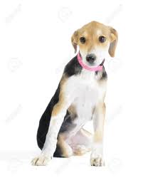 Enjoy the videos and music you love, upload original content, and share it all with friends, family, and the world on youtube. Border Collie Beagle Canis Lupus Familiaris Mix Welpen Auf Weissem Hintergrund Lizenzfreie Fotos Bilder Und Stock Fotografie Image 21914133