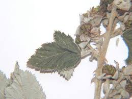 Image result for Rubus rigidus