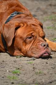 Die bordeaux dogge (dogue de bordeaux, französischer mastiff oder bx) ist, wie der name es bereits vermuten lässt, ein hunderasse aus frankreich. Alte Bordeaux Dogge Lauft Hilfesuchend Durch Die Strassen Tierheim Marl Trauriger Notfall Buddy Von Seiner Familie Entsorgt Marl