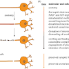 How quickly do nerves regrow? 1