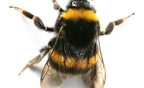 Share that you've signed up to think big and live smart with bumblebee, the space company. Agri Chemical Companies Are Both Breeding And Killing Bees