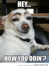 Someone Has A Thing For The Ladies How To Draw Eyebrows Dog With Eyebrows Funny Animals