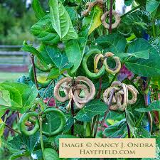 Image result for Vigna umbellata