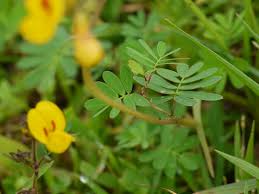 Image result for Smithia