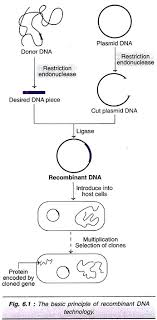 The genetic modifications could be aimed at giving such children genetic characteristics of both members of the couple concerned. Genetic Engineering History Molecular Tools And Everything Else