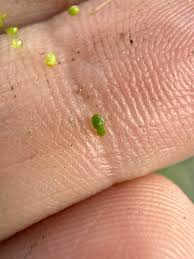 Image result for Wolffiella hyalina