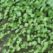 Image result for Hydrocotyle ranunculoides