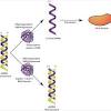 View dsrna research papers on academia.edu for free. Https Encrypted Tbn0 Gstatic Com Images Q Tbn And9gcsowulaznpwa4 Gge0eklbkamal0ohgdv0bnsifbjo8g4scko T Usqp Cau