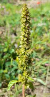 Image result for Amaranthus hybridus