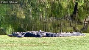 Alligators grow slower in north carolina than those living further south because the weather is cooler, and the feeding season is shorter. Now That S A Hazard South Carolina Golfer S Ball Lands On Alligator S Back Wlos