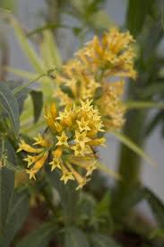 Image result for Cestrum parqui
