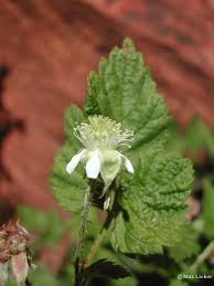 Image result for Rubus chapmanianus