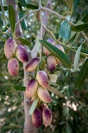 Image result for Oleaceae