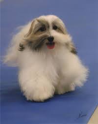 Havanese Dog Havanese Puppies Havanese Studs Havanese Breeders Minnesota Havanese Havanese Puppies Havanese Dogs Havanese