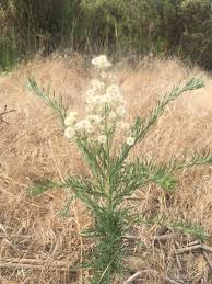 Image result for Erigeron bonariensis