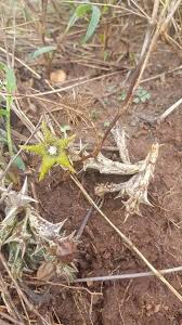 Image result for Orbea dummeri