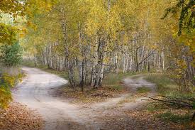 Crossroads In Autumn Wood Country Roads In The Wood Near Kazan October Ad Wood Autumn Crossroads Country October Country Roads Road Stock Photos
